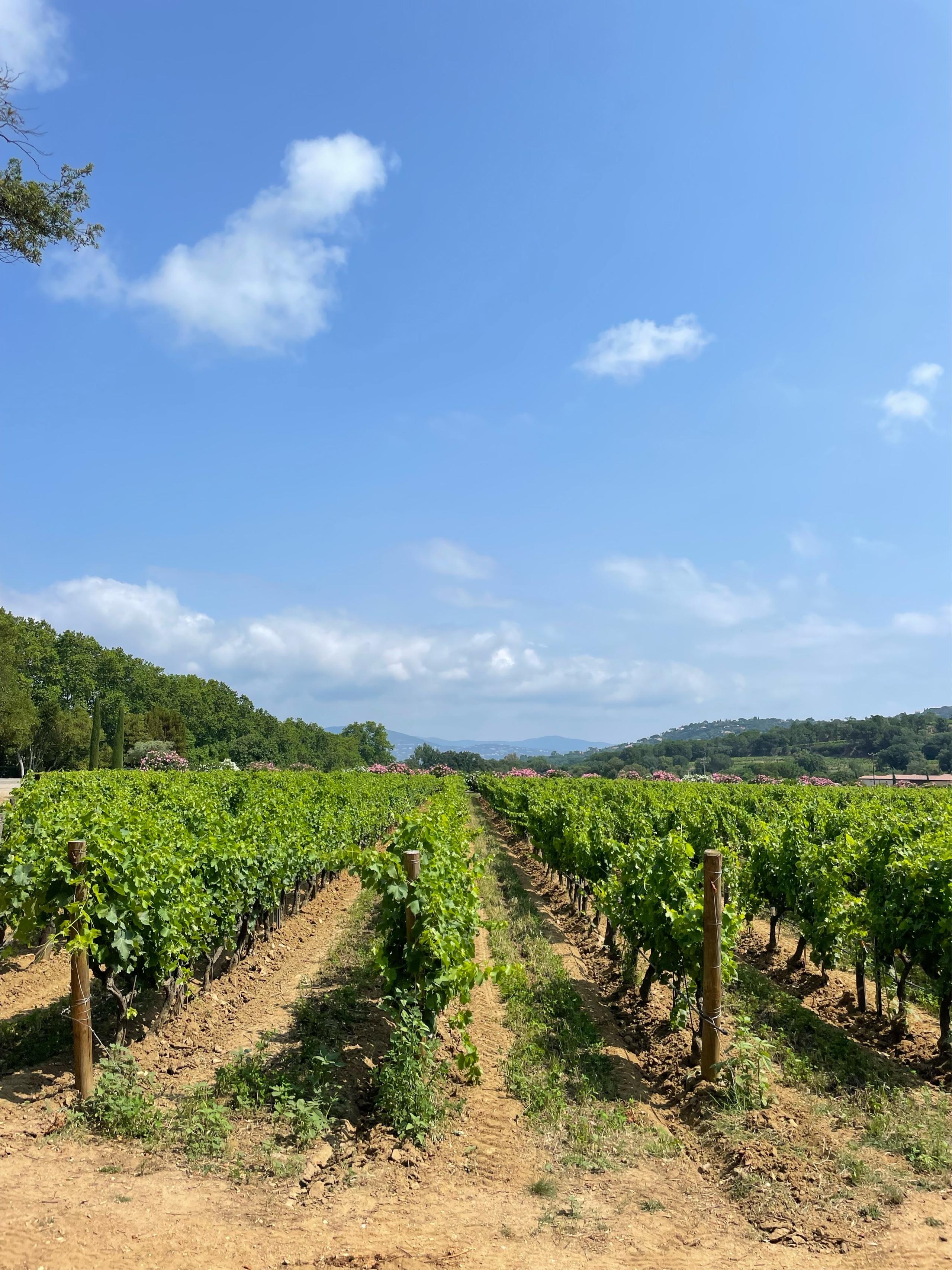 image of Château Minuty