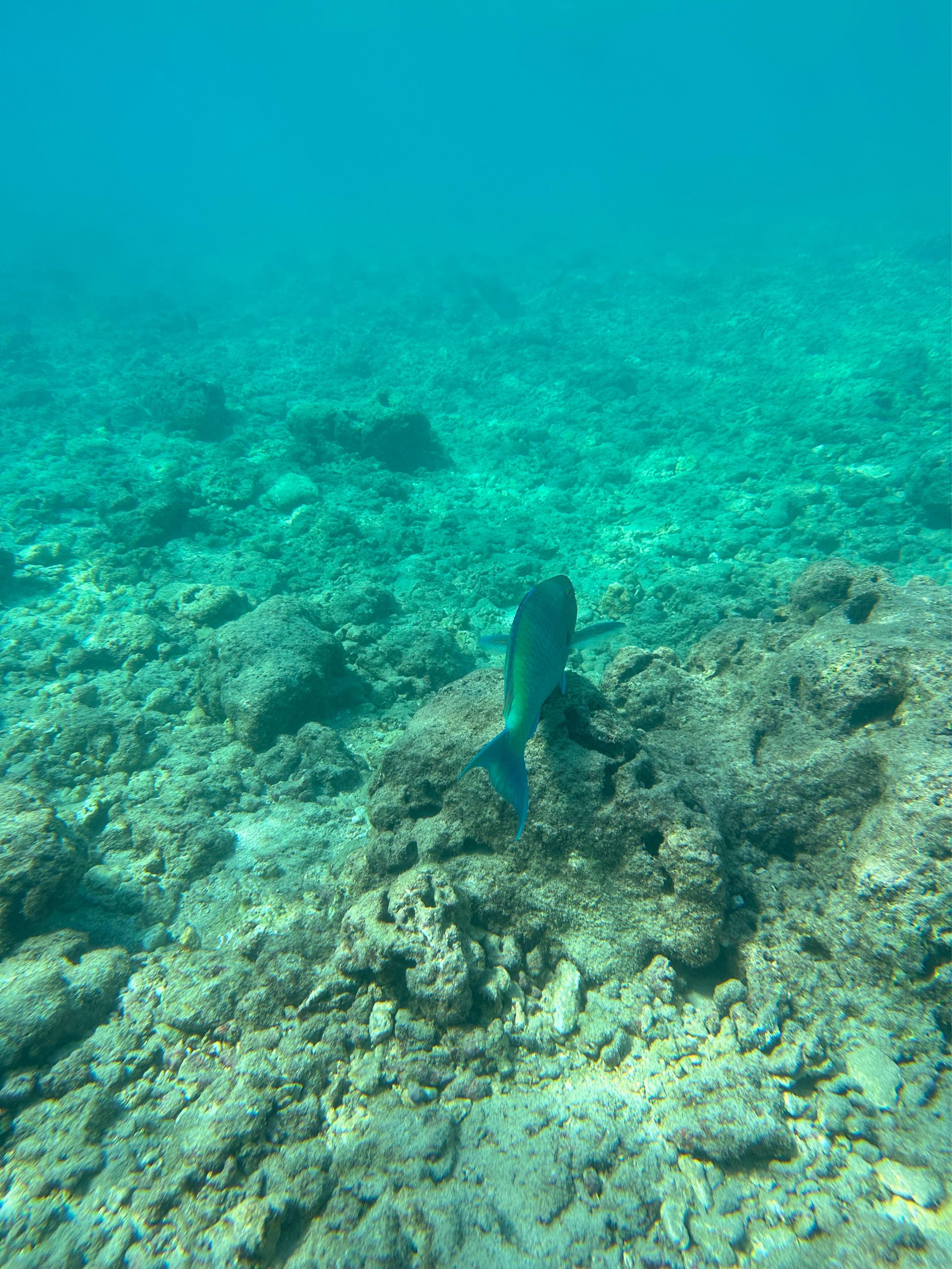 image of Hanauma Bay Nature Preserve
