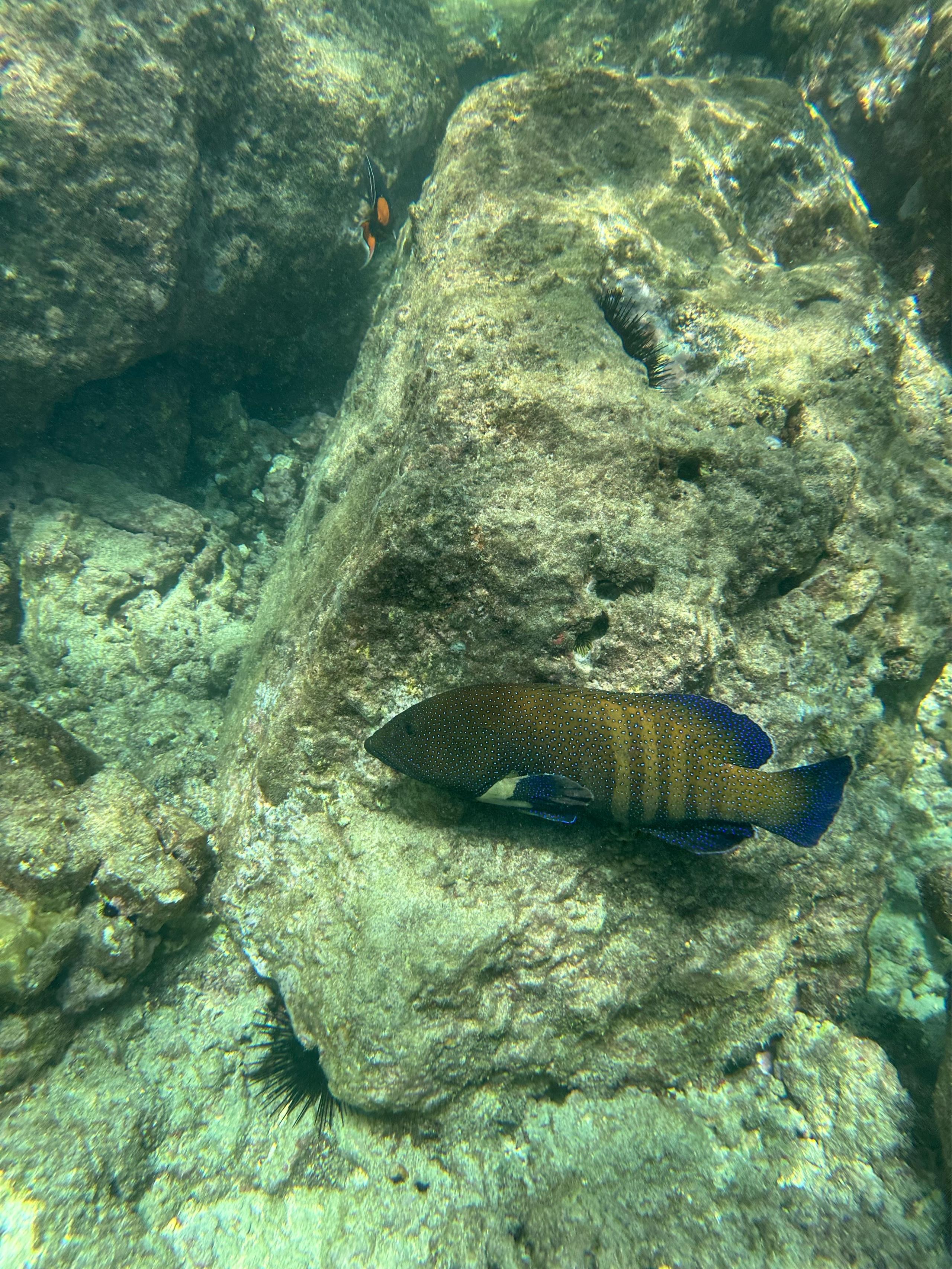 Spot image 3
