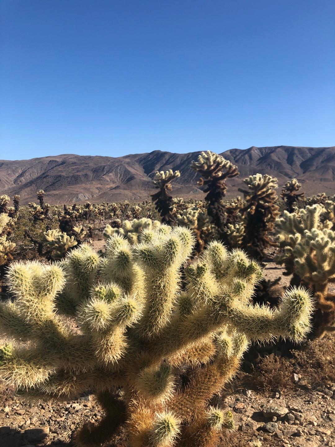 Recommendation for spot Joshua Tree National Park