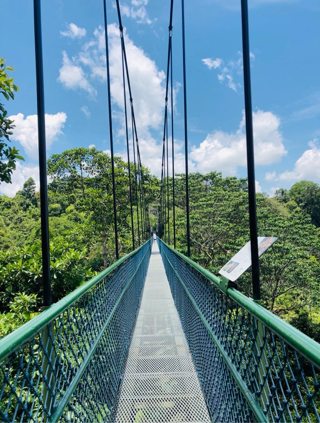 Recommendation for spot Macritchie Treetop Walk Trailhead