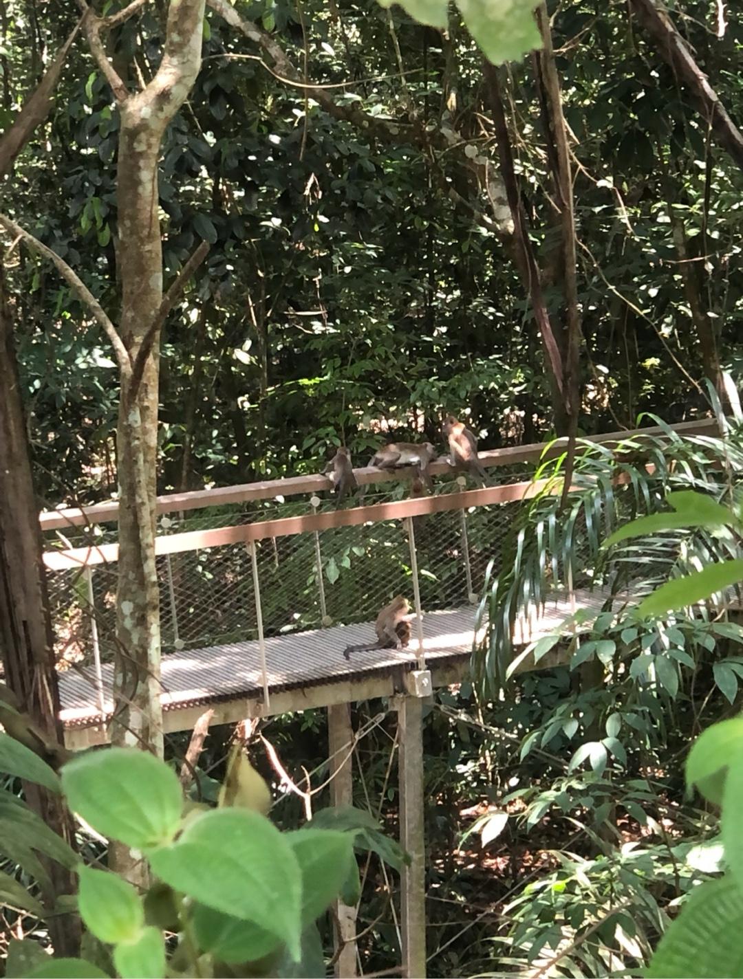 image of Macritchie Treetop Walk Trailhead