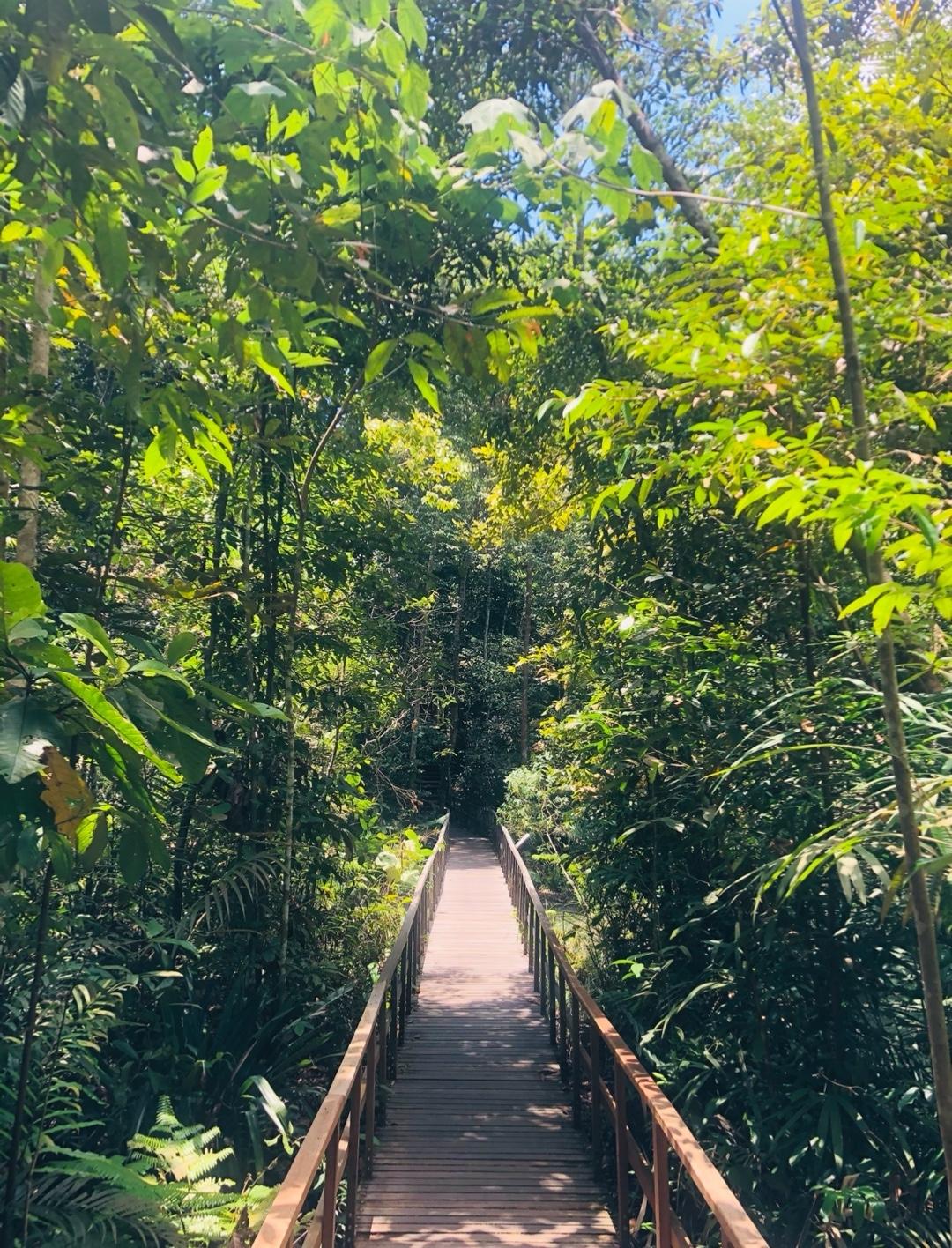 image of Macritchie Treetop Walk Trailhead