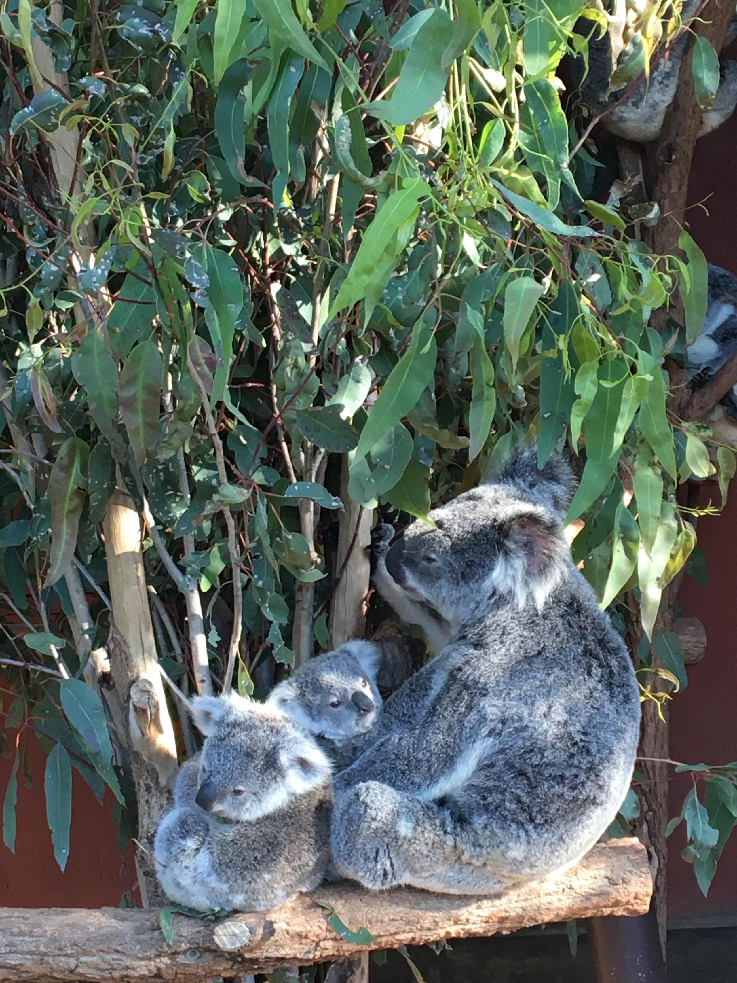 Recommendation for spot Lone Pine Koala Sanctuary