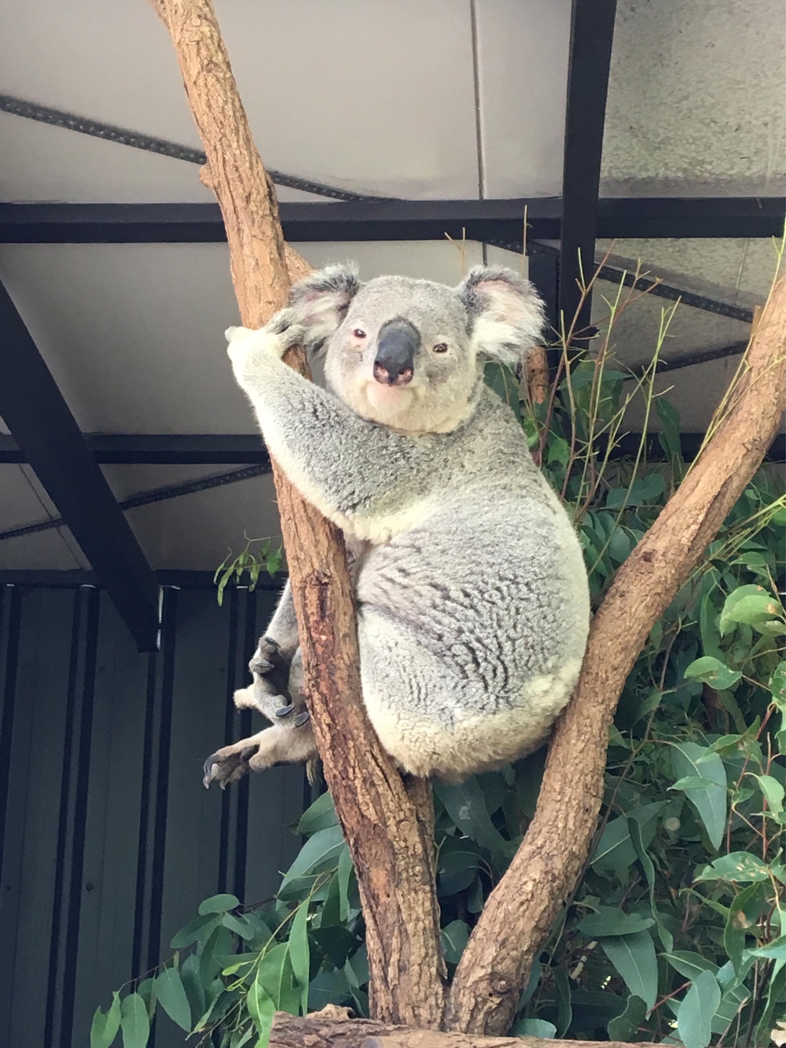image of Lone Pine Koala Sanctuary