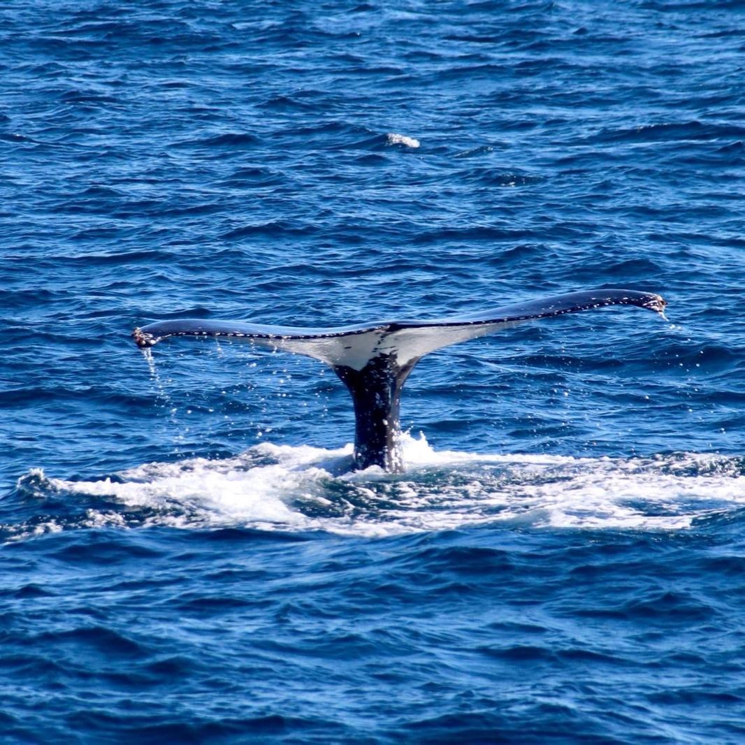 Recommendation for spot Whale Watching Sydney