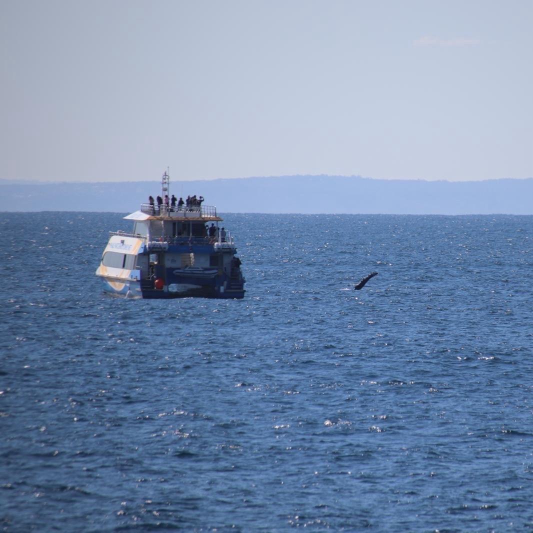 image of Whale Watching Sydney