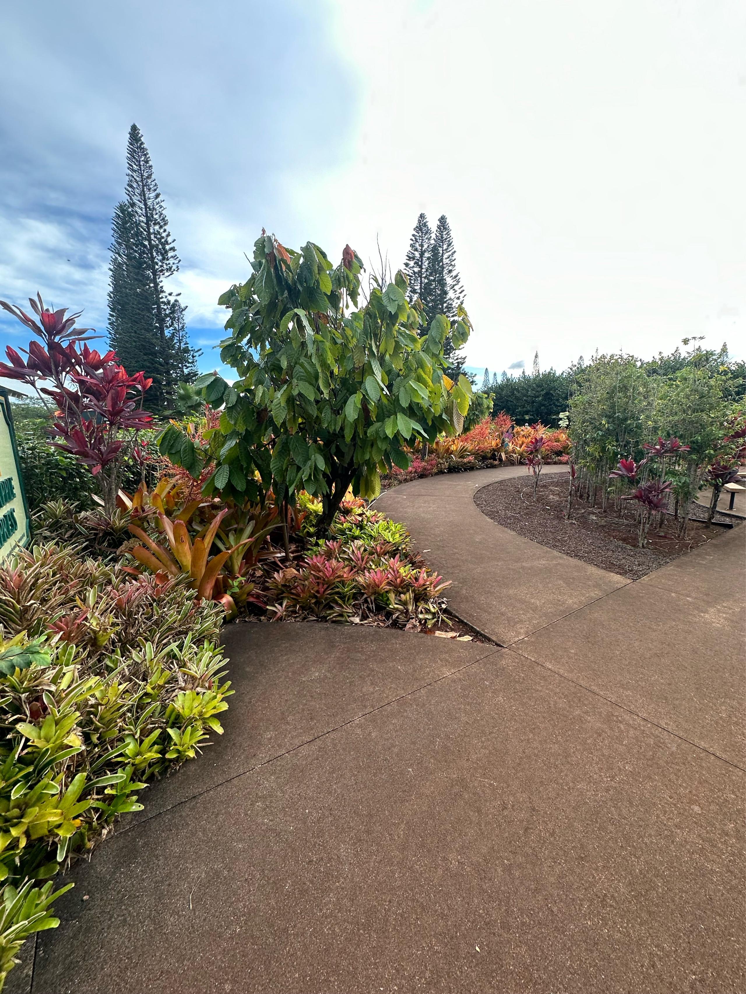 Recommendation for spot Dole Plantation