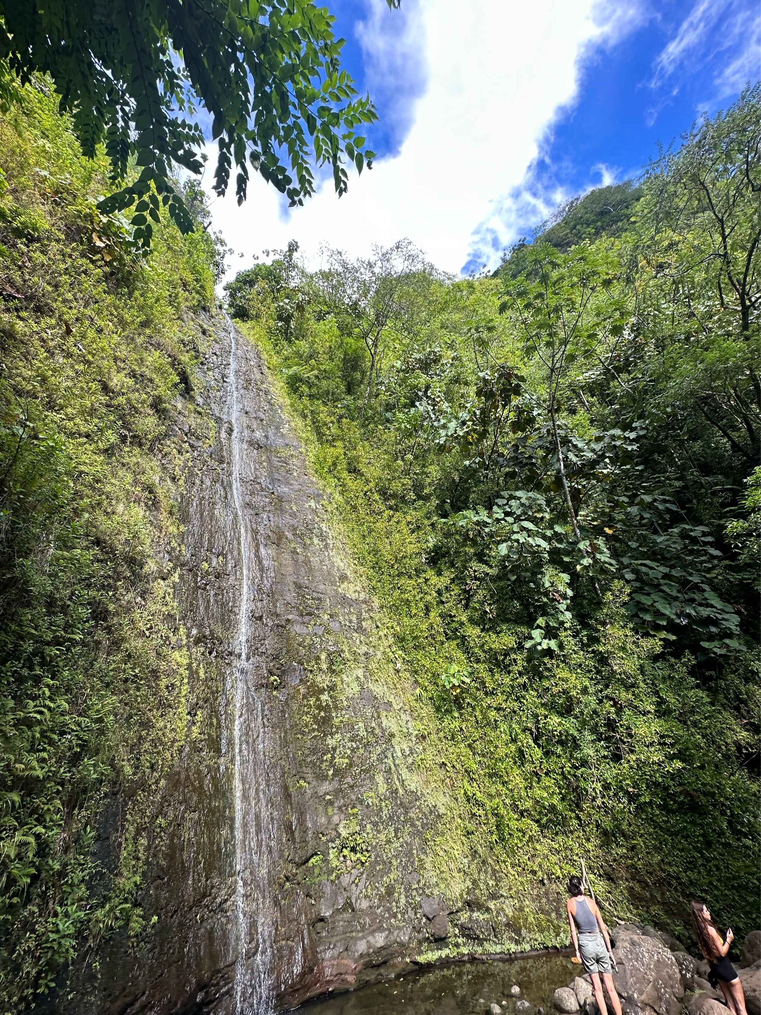 Image of spot Mānoa Falls Trail recommended by Phoenicia Salén