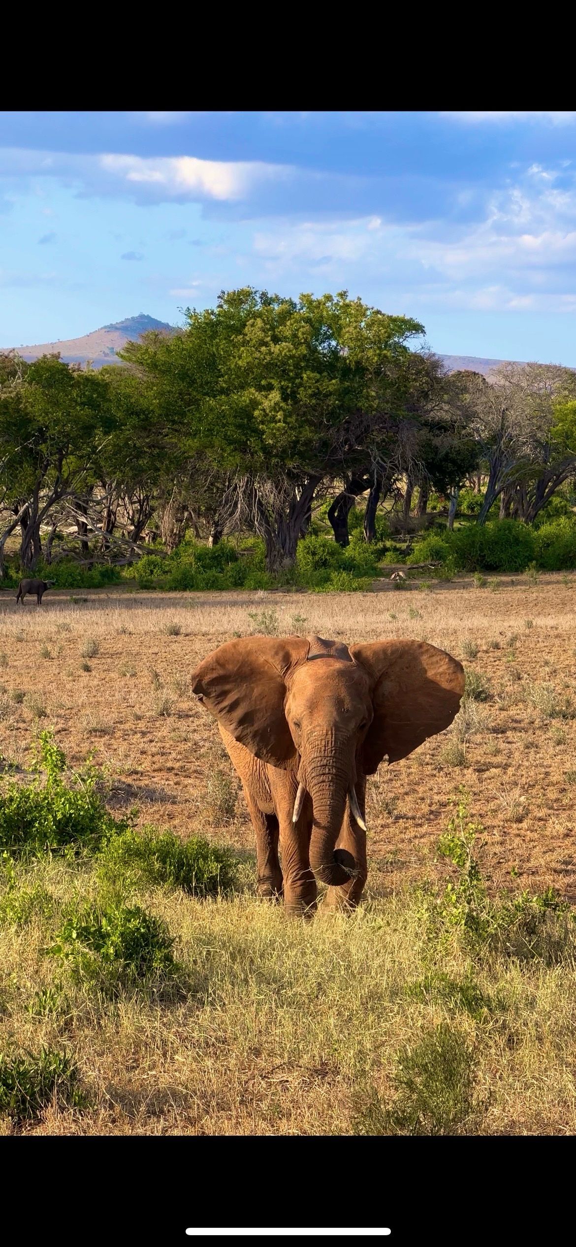 Image of spot Tsavo East National Park recommended by Moe Ghorbani