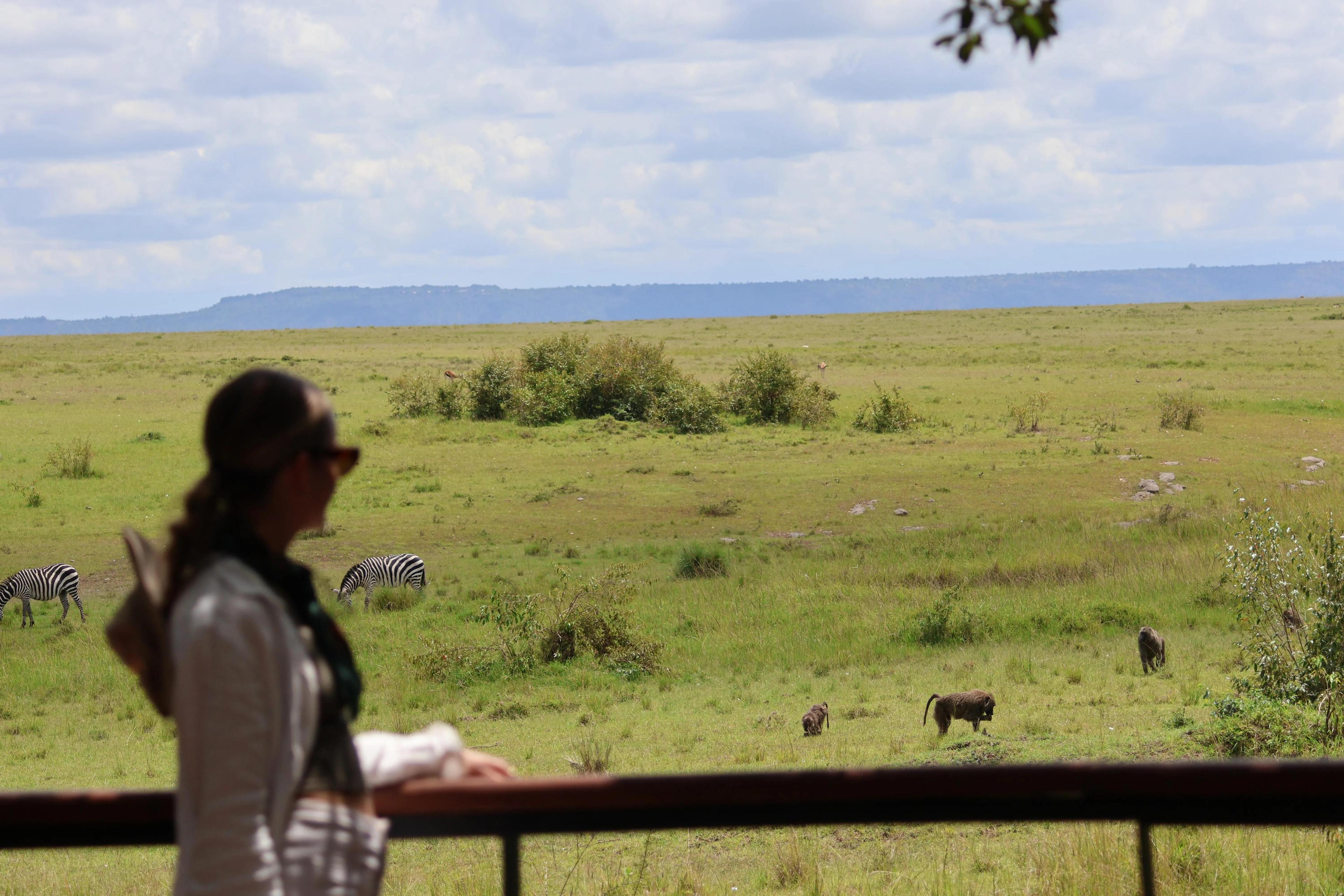 Looking out on the zebras in Maasai Mara, Kenya