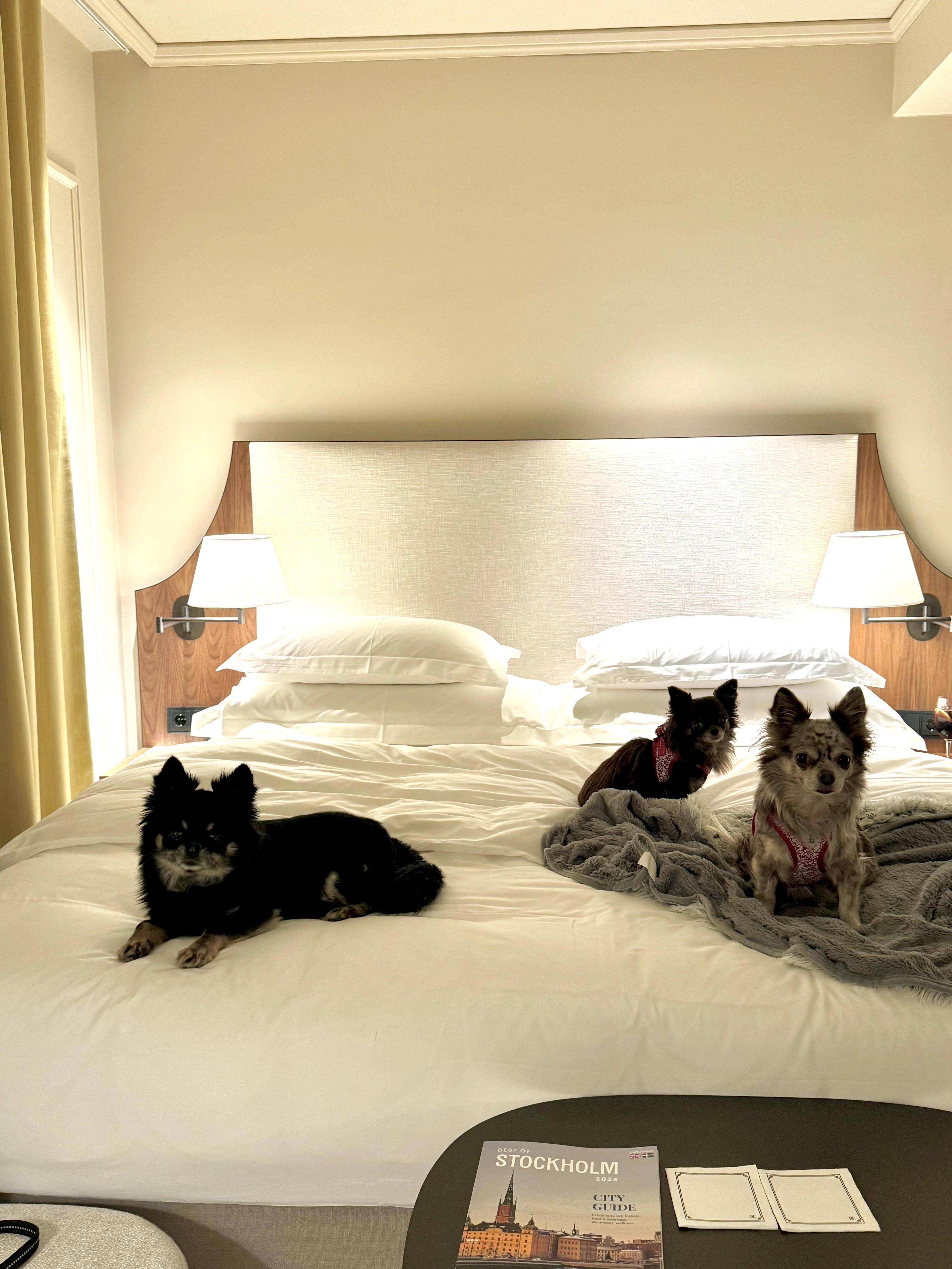 hundar på hotell