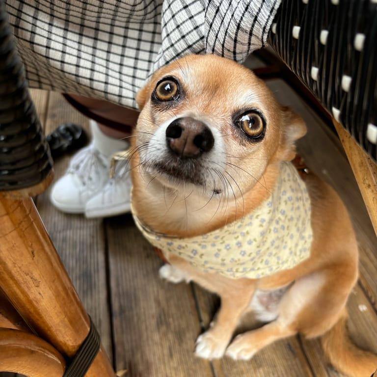 image of Coco Orangerie