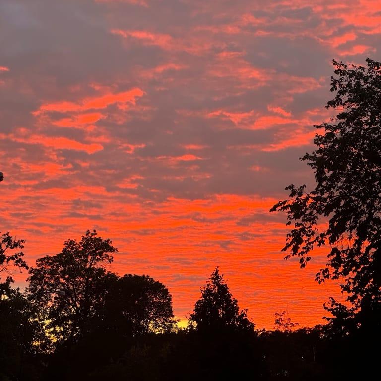 image of Tabbouli Djurgården