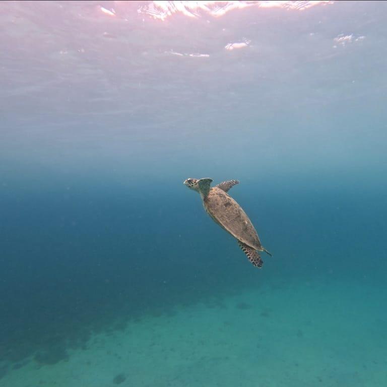 image of Unlimited Adventures Coiba