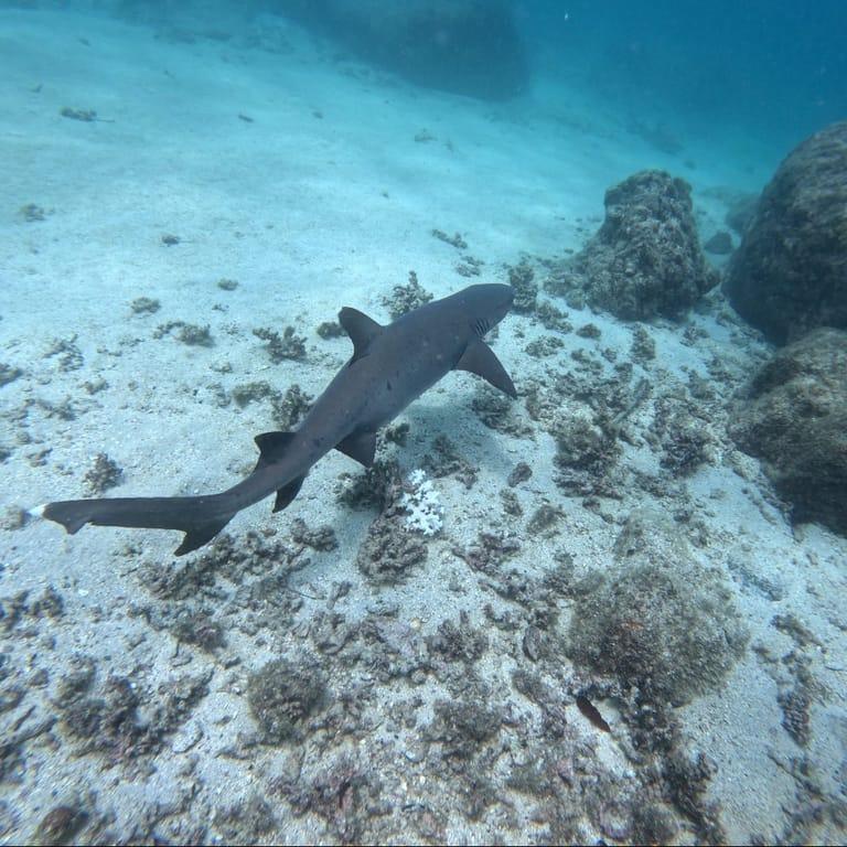image of Unlimited Adventures Coiba