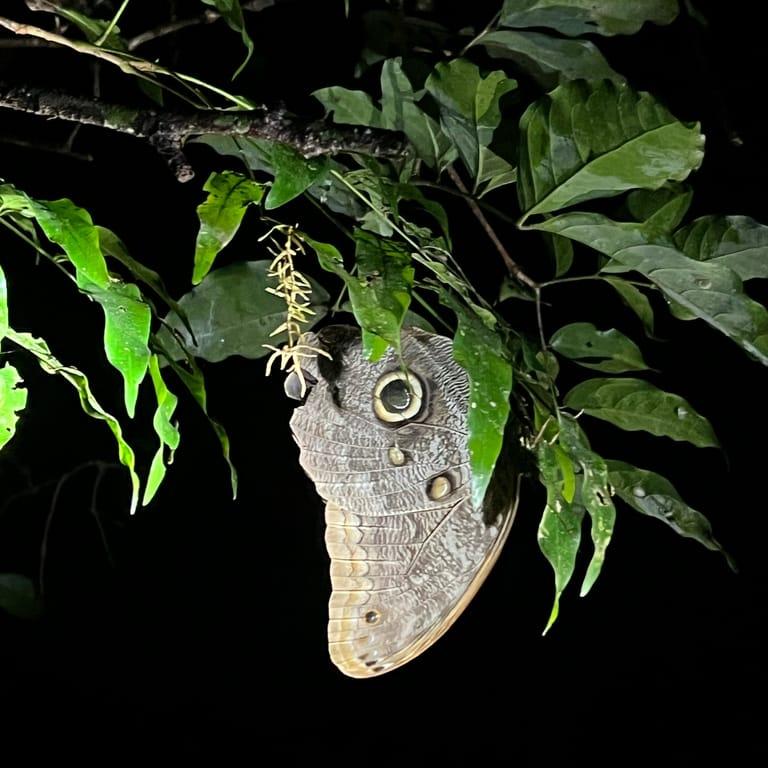 image of Kinkajou Night Walk