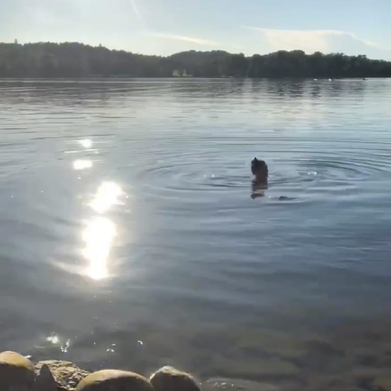 image of Brunnsvikens Kanotklubb