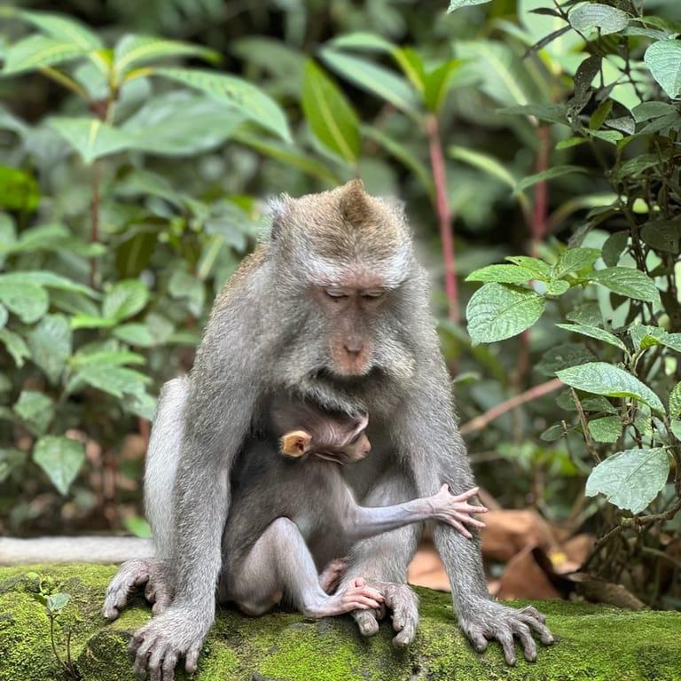 image of Sacred Monkey Forest Sanctuary