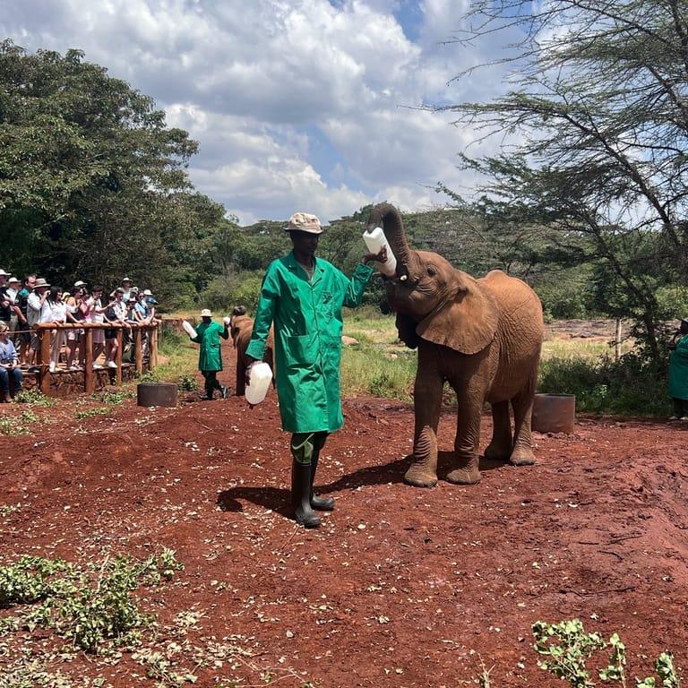 image of Elephant Nursery