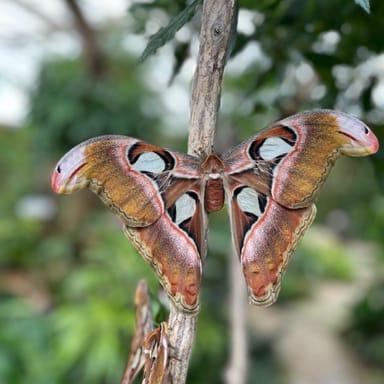Mariposario de Benalmádena-Butterfly Park