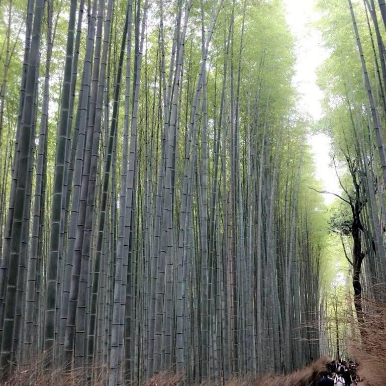 image of Arashiyama Bamboo Forest