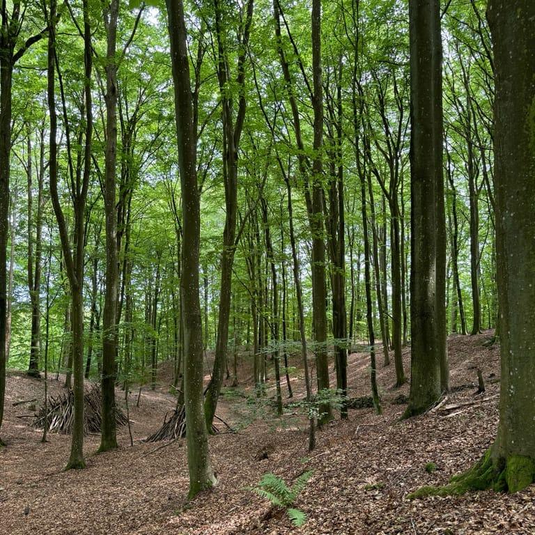 image of Sträntemölla