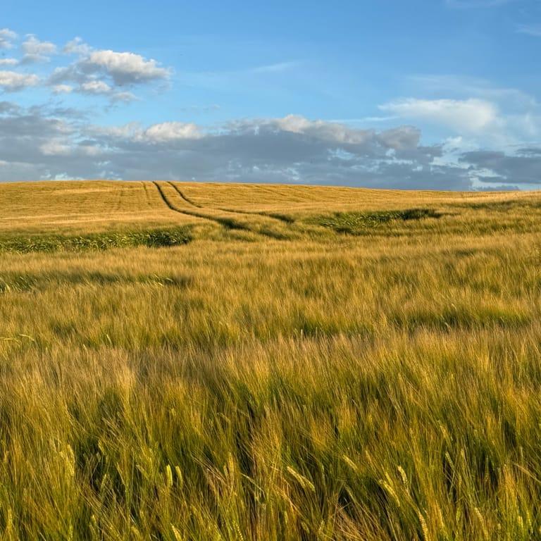 image of Hammars backar-Kåsebergaåsen Naturvårdsområde