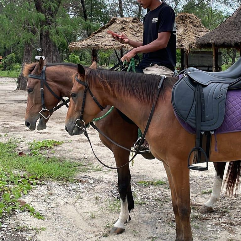 image of Kings Stable Horse Riding Tour