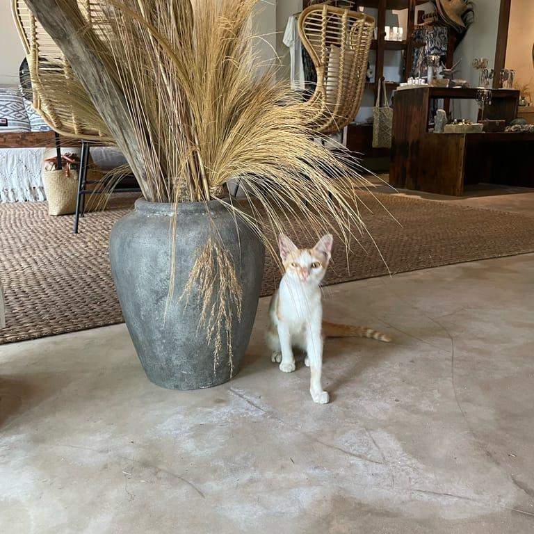 image of Hani Hideaway