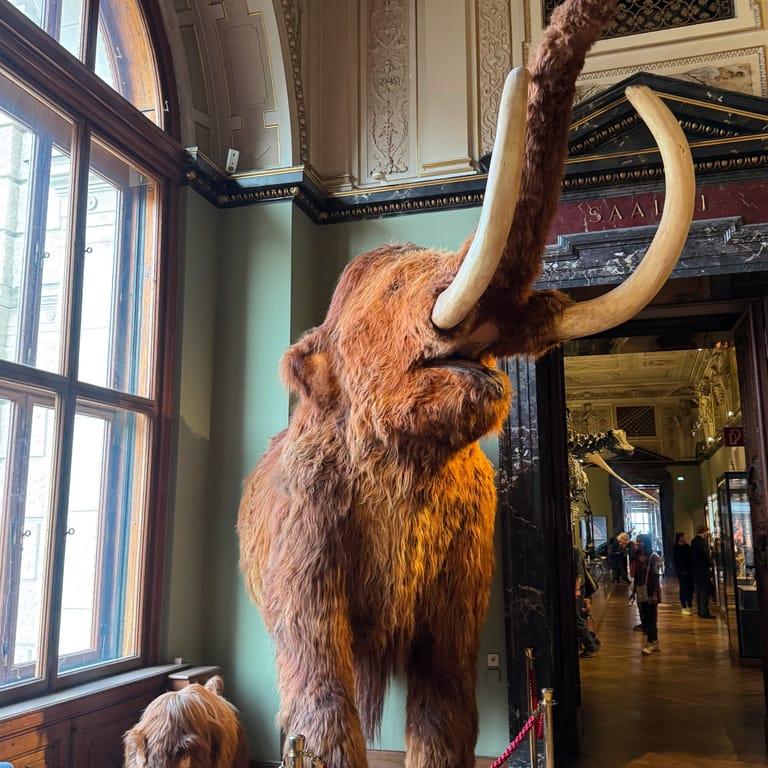 image of Museum of Natural History Vienna