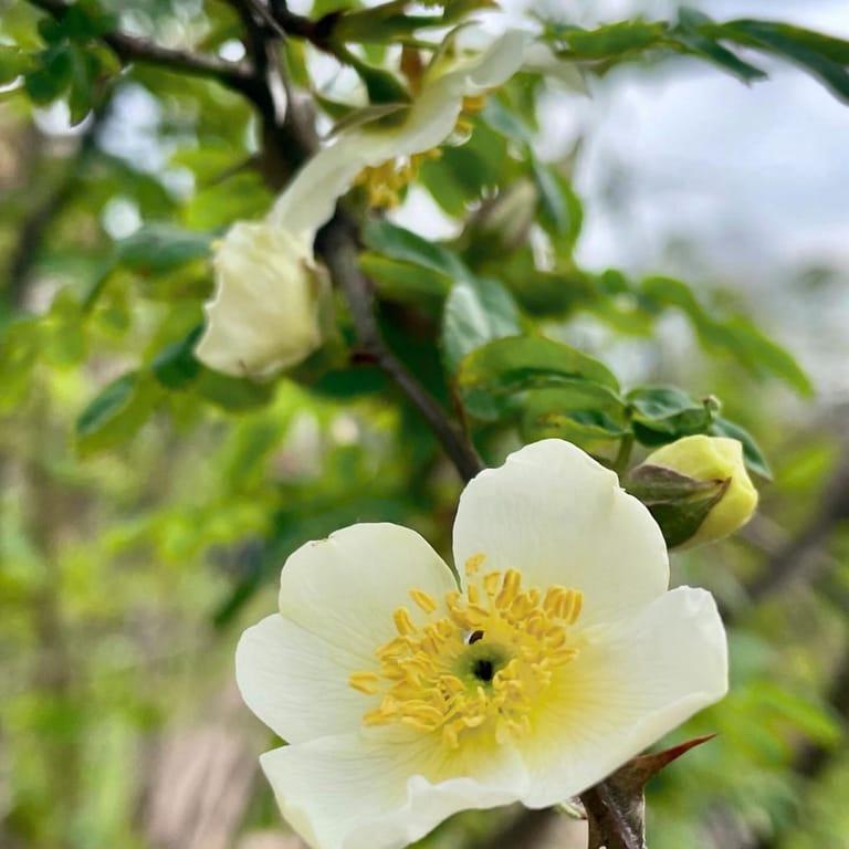 image of The Garden Society