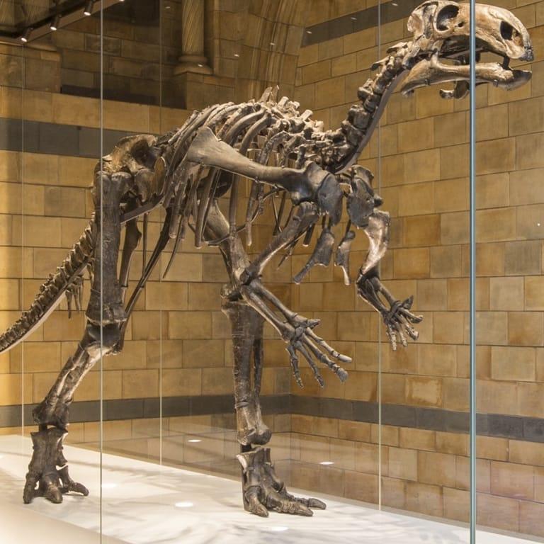 image of Natural History Museum