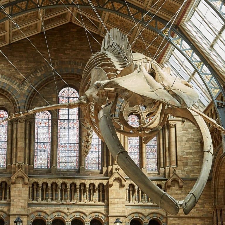 image of Natural History Museum