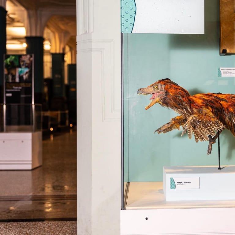 image of Manchester Museum