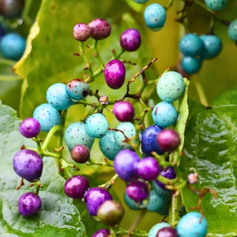 image of Royal Botanic Gardens, Kew