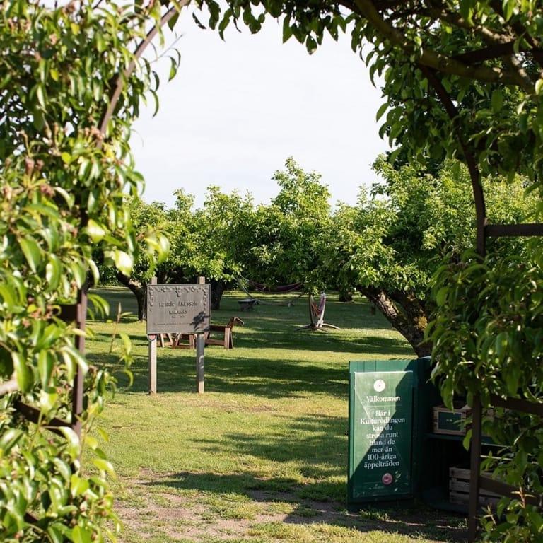 image of Kivik Cider factory