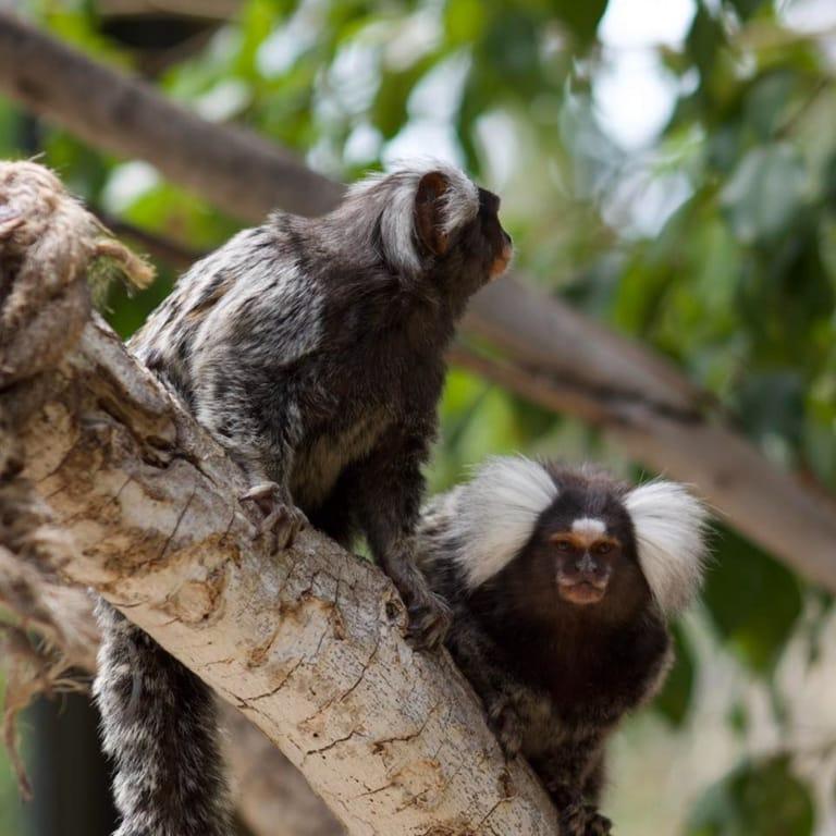 image of Jungle Park