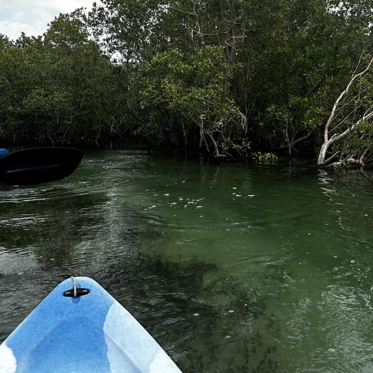 image of Husaak Adventures - Eastern Mangroves