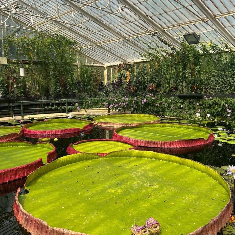 image of Royal Botanic Gardens, Kew