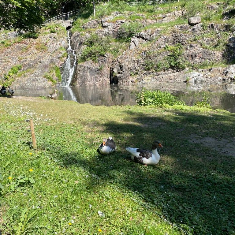 image of Slottsskogen