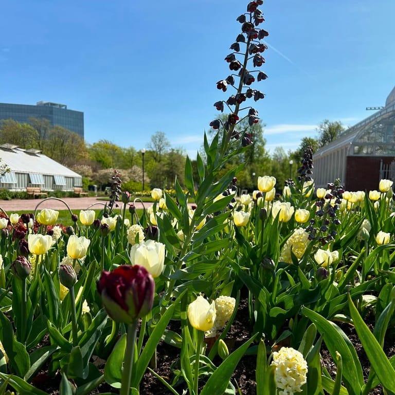 image of The Garden Society