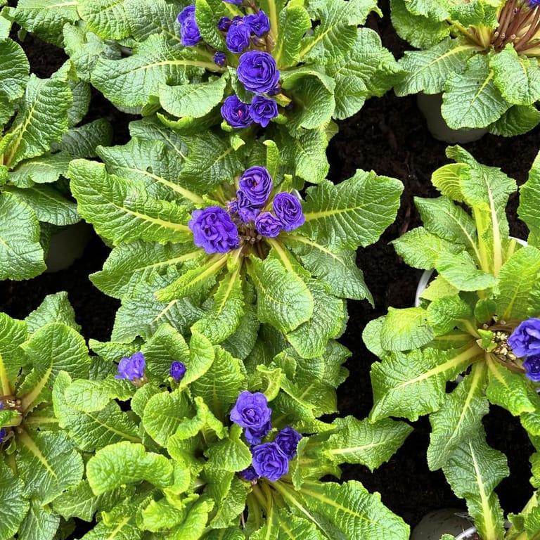 image of The Garden Society