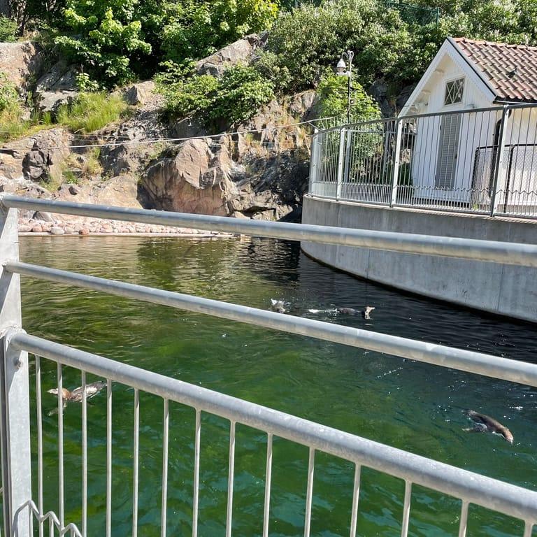 image of Slottsskogen