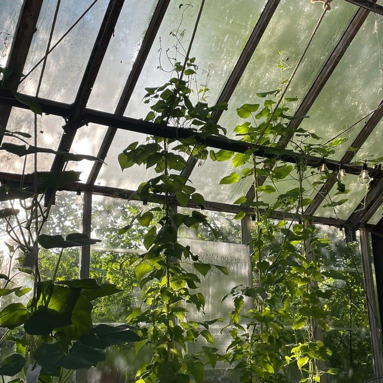 image of Banegaarden