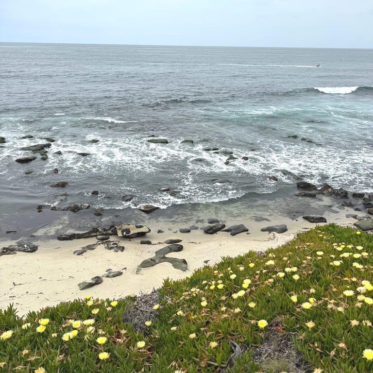 image of Lifeguard La Jolla Cove