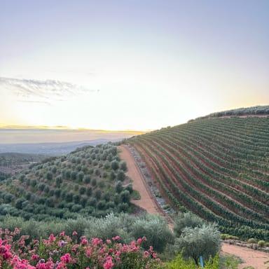 image of Tokara Wine Estate