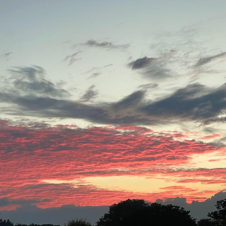 image of Tryffelsvinet Kivik