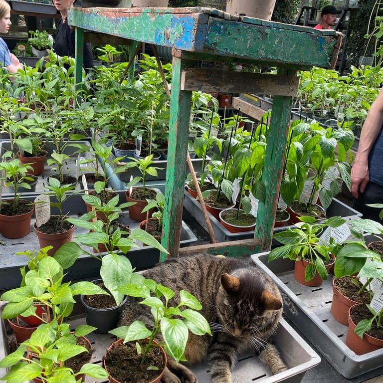 image of Ulriksdal Trädgårdscafé