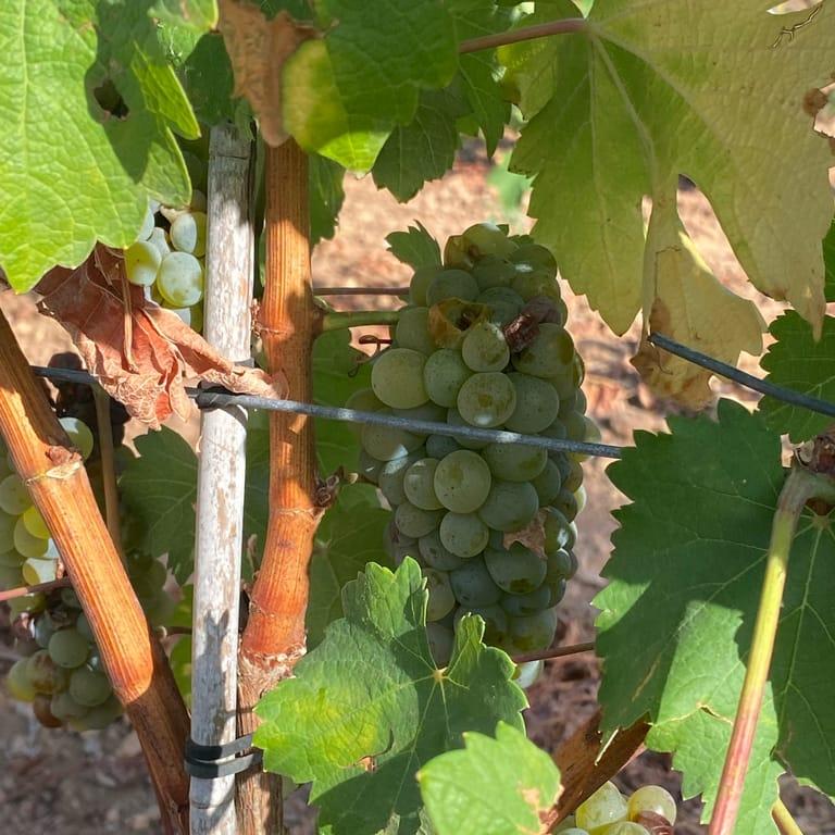 image of Ses Rotes Horses & Wine